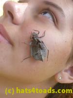/home//u458753944/public_html/sourcegallery////////////Insects and small critters/dragonflies and damselflies/P1070628.JPG